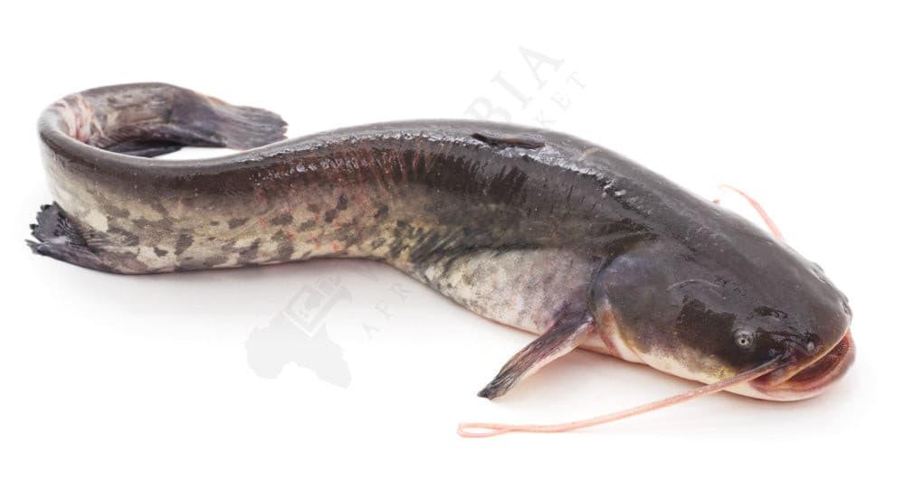 Fresh Catfish (Frozen) - Best Bargain Wholesale And Retail African Store  online in Canada