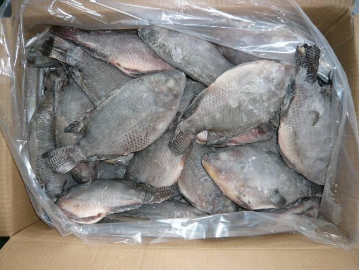 Tilapia Box 5Lb - Best Bargain Wholesale And Retail African Store  online in Canada