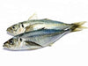 Horse Mackerel 7 Lb Box-Best Bargain Wholesale and retail