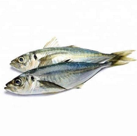 Horse Mackerel 7 Lb Box-Best Bargain Wholesale and retail