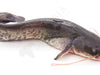 Fresh Catfish (Frozen)-Best Bargain Wholesale and retail