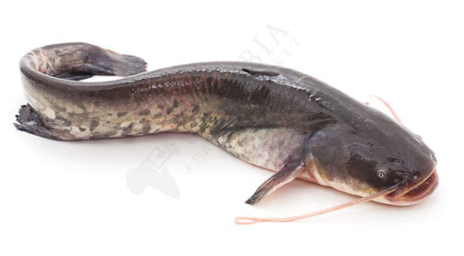 Fresh Catfish (Frozen) - Best Bargain Wholesale And Retail African Store  online in Canada