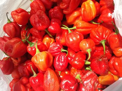 Ata Rodo Vegetable Buy Hot Pepper Pack - Scotch Bonnet (Atarodo) | BB African Foods